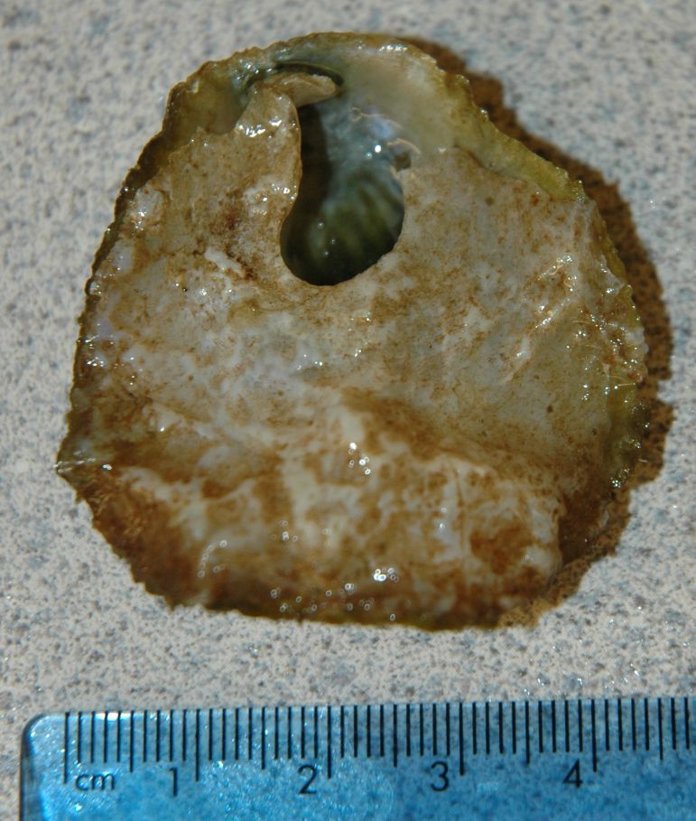 Image of <i>Pododesmus macroschisma</i>