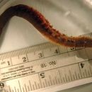 Image of Pacific Lugworm