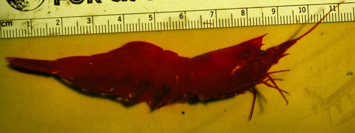 Image of peaked deep-sea shrimp