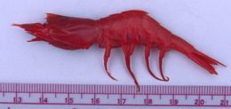 Image of peaked deep-sea shrimp