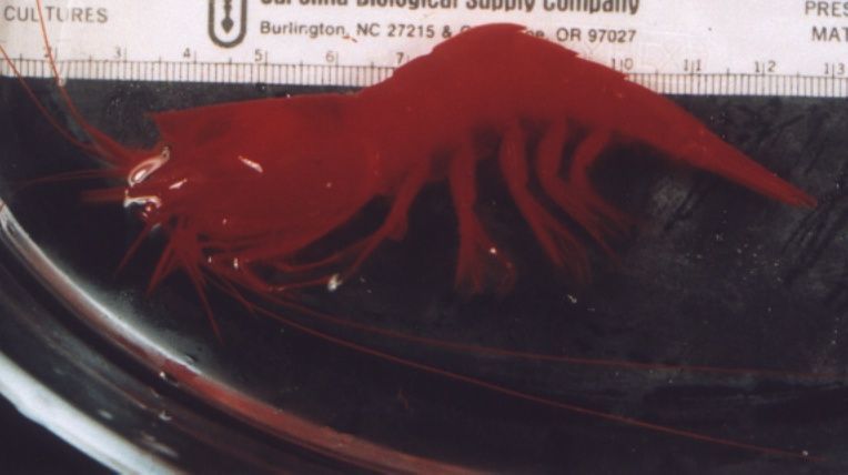 Image of peaked deep-sea shrimp