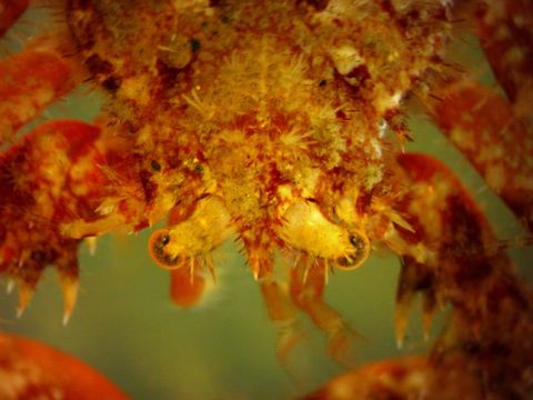 صورة Acantholithodes