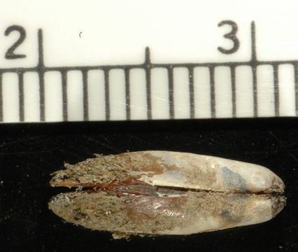 Image of datemussel