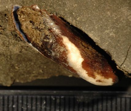 Image of datemussel