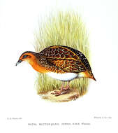 Image of Black-rumped Buttonquail