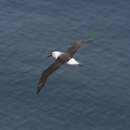 Image of Indian Yellow-nosed Albatross