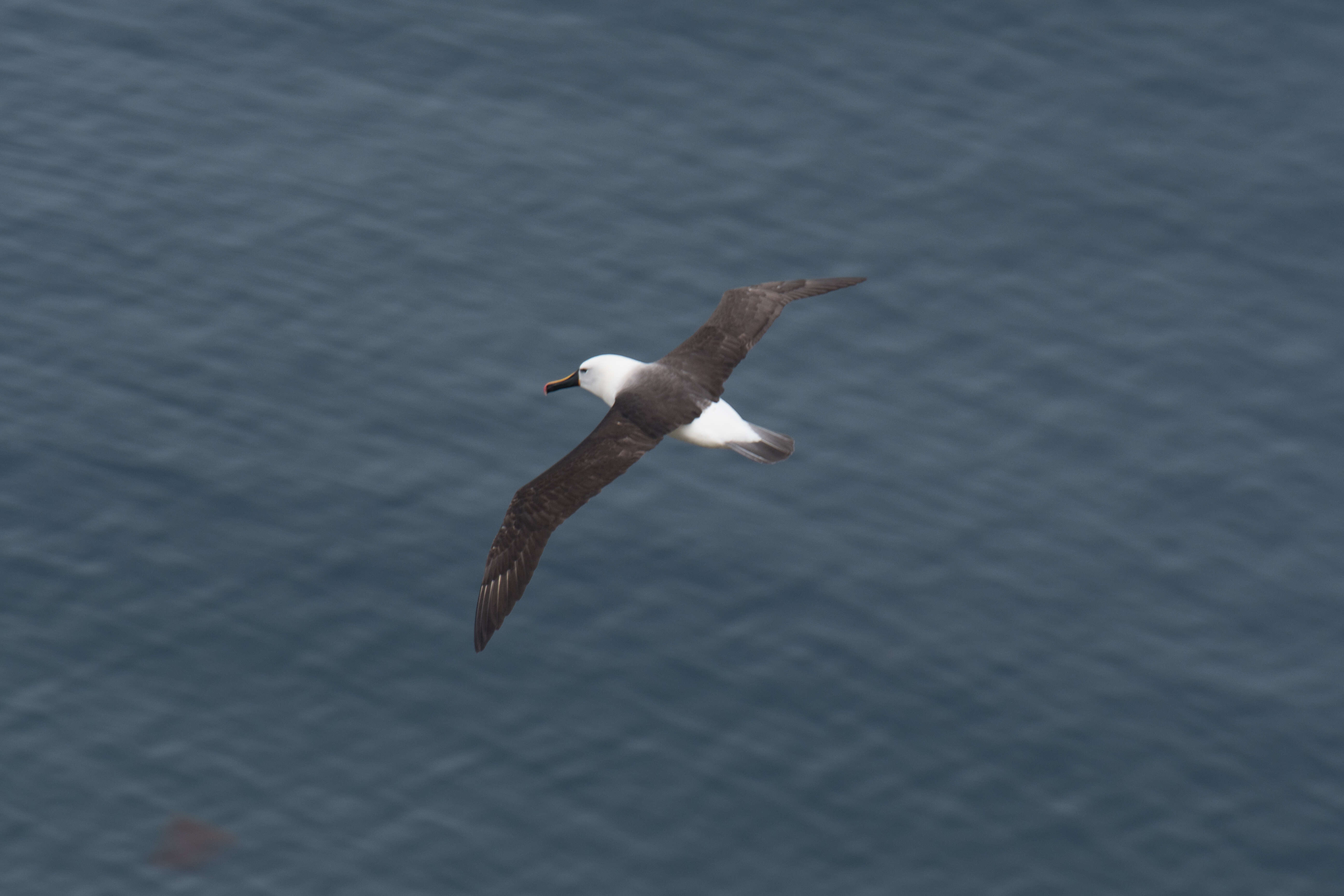 Image de Albatros de Carter