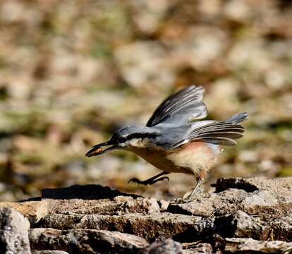 Image of Eurasian Nuthatch