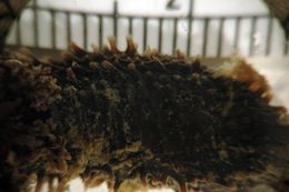 Image of white sea cucumber