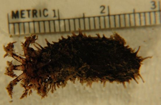 Image of white sea cucumber