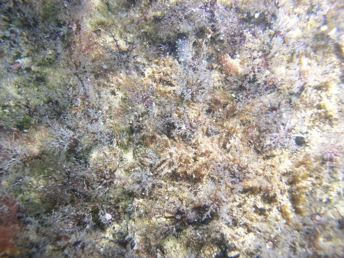 Image of white sea cucumber