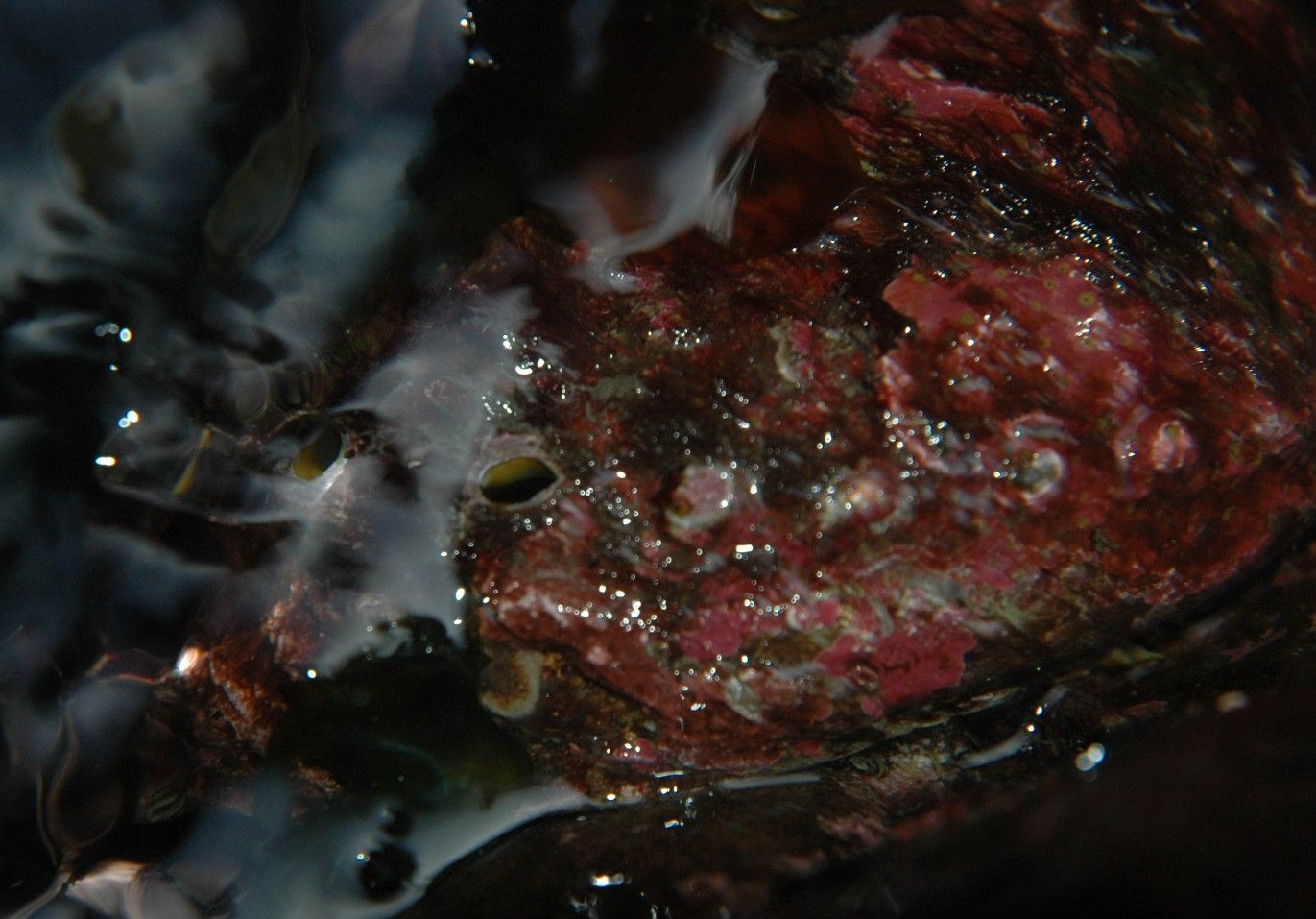 Image of Northern Abalone