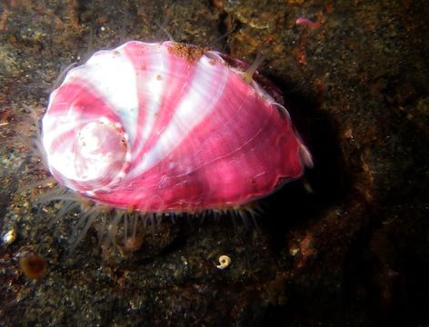 Image of Northern Abalone