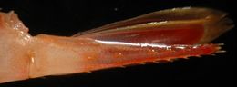 Image of Alaskan pink shrimp