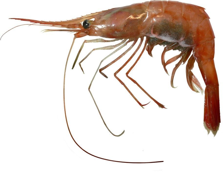 Image of Alaskan pink shrimp