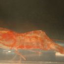 Image of Alaskan pink shrimp