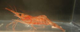 Image of Alaskan pink shrimp