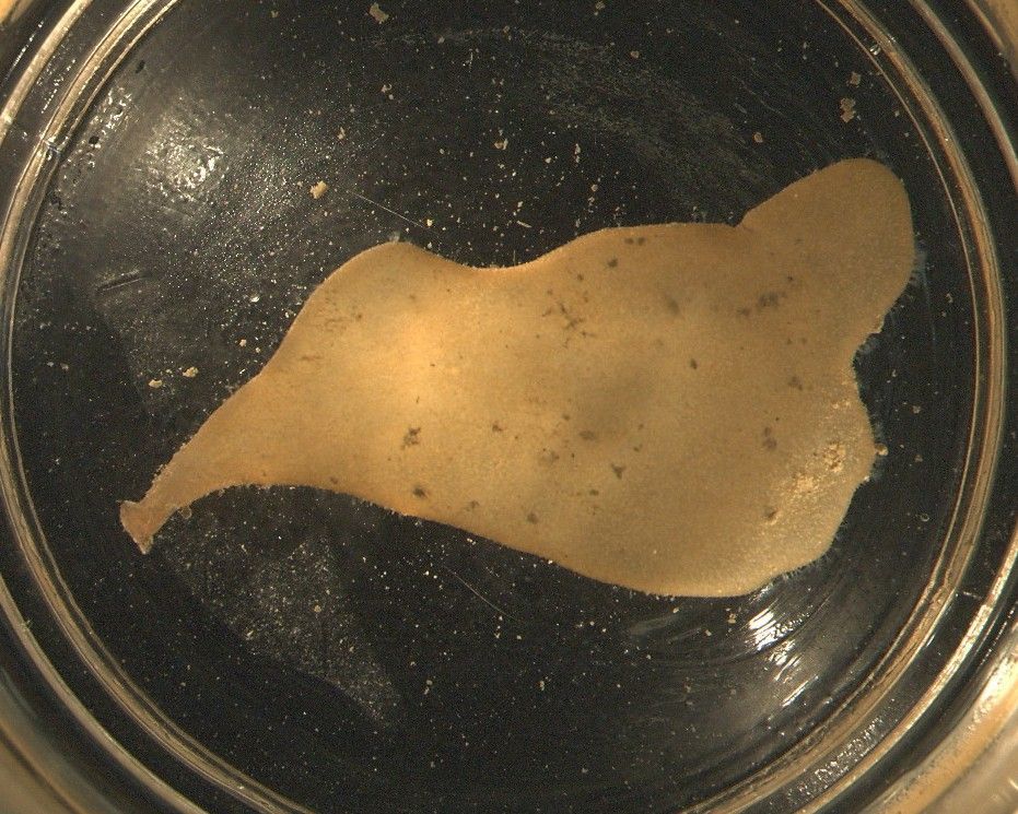 Image of Alcyonidium pedunculatum Robertson 1902
