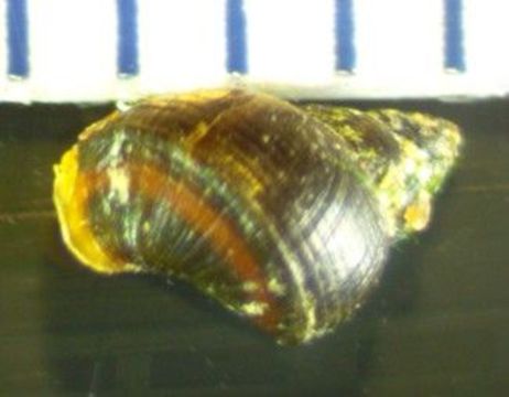 Image of Littorina subrotundata (Carpenter 1864)