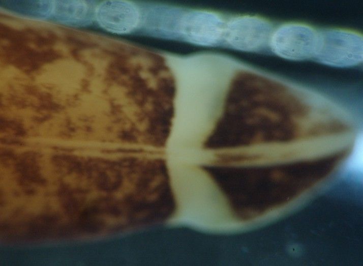 Image of Amphiporus bimaculatus Coe 1901