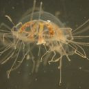 Image of Clinging jellyfish