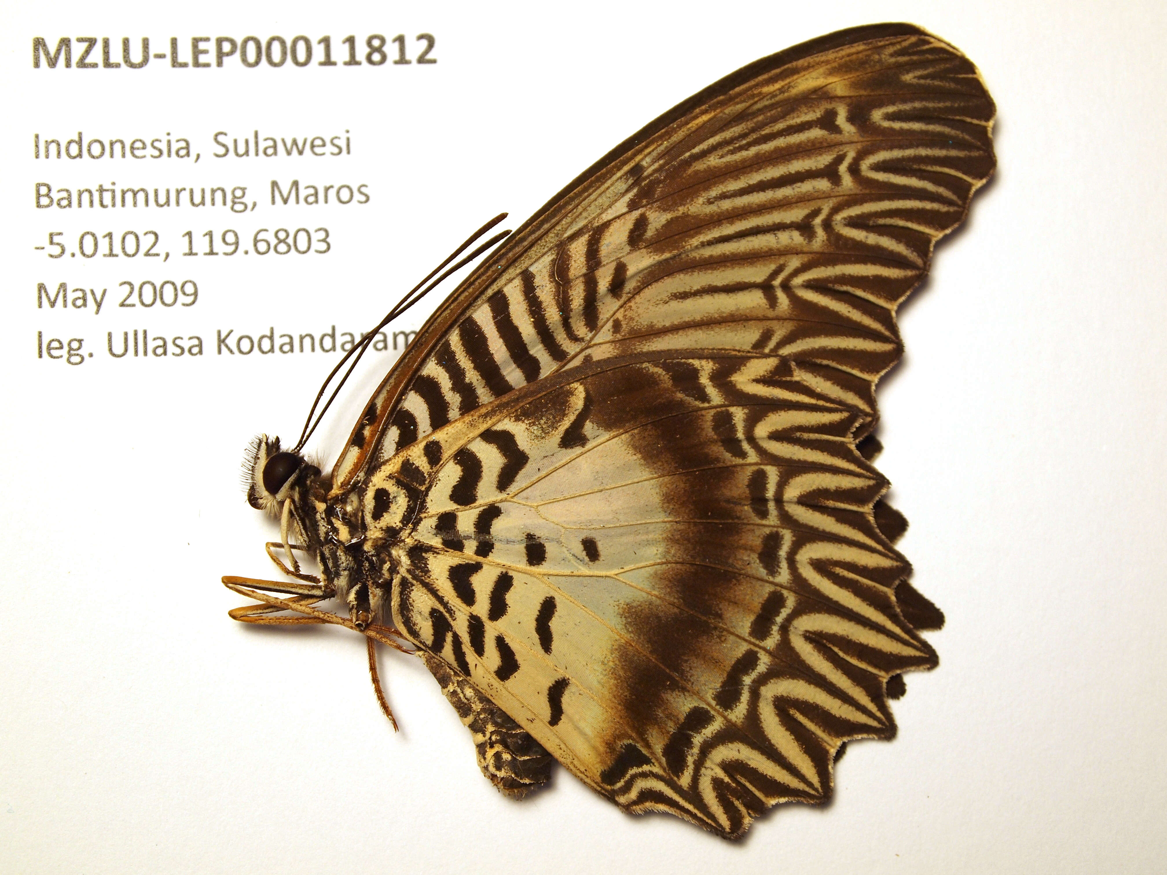 Cethosia myrina Felder & Felder 1865 resmi