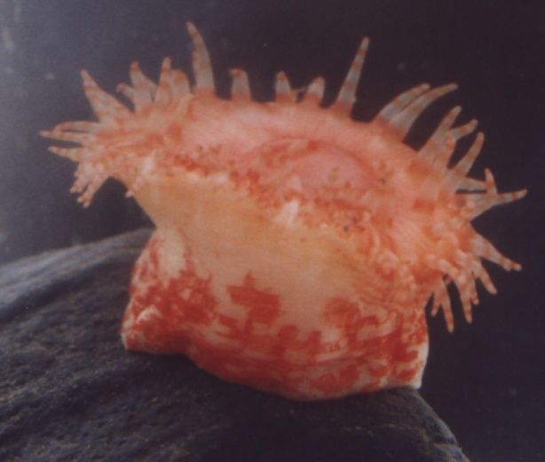 Image of cowardly anemone