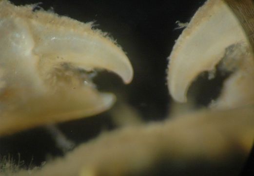 Image of ivory pea crab