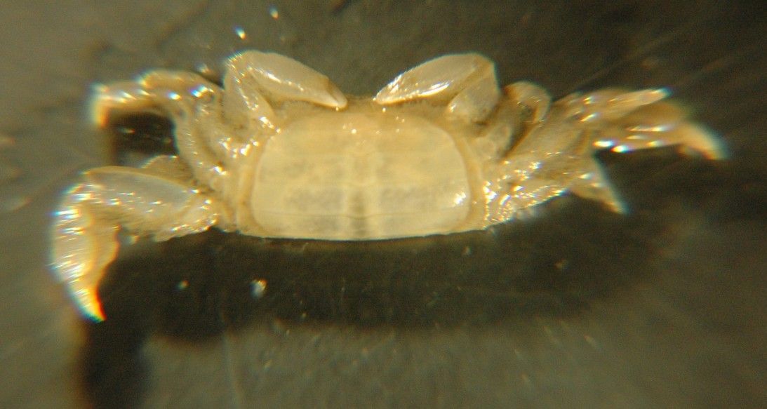 Image of ivory pea crab
