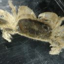 Image of ivory pea crab