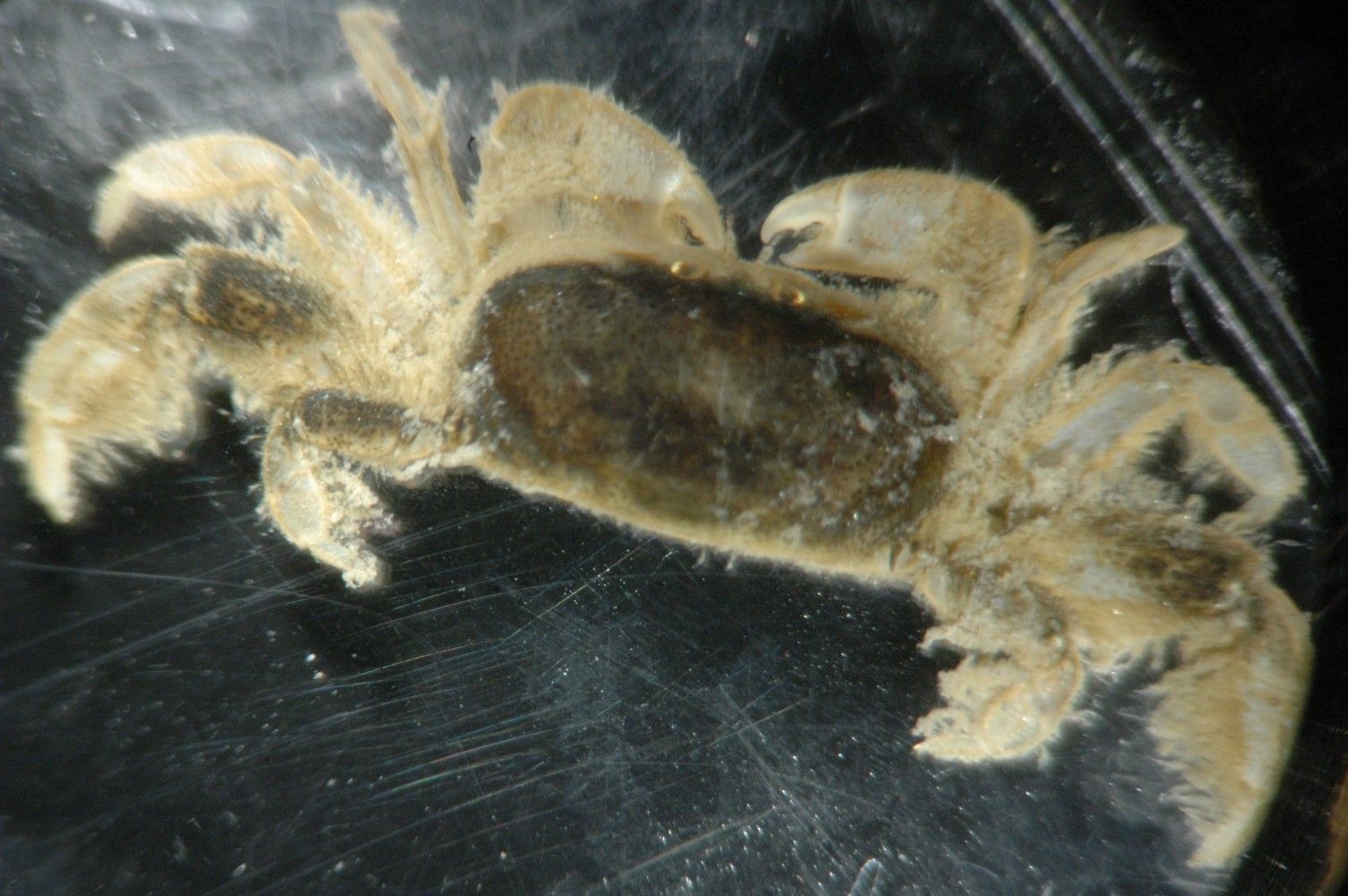 Image of ivory pea crab