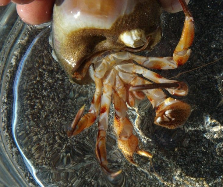 Image of armed hermit crab