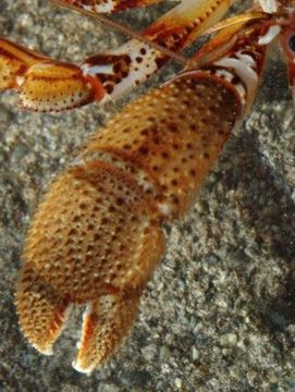 Image of armed hermit crab