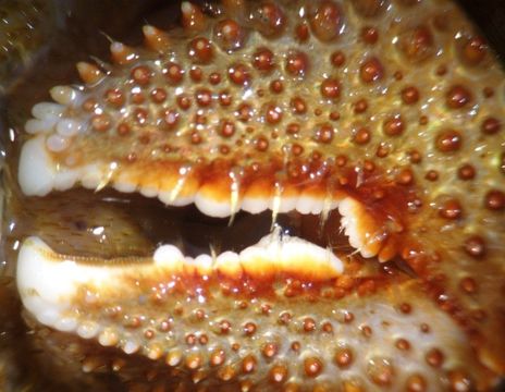 Image of armed hermit crab