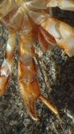 Image of armed hermit crab