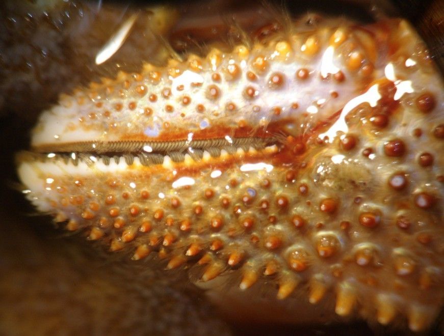 Image of armed hermit crab
