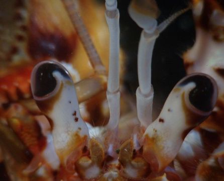 Image of armed hermit crab