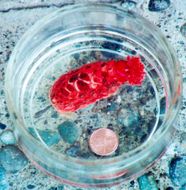 Image of armoured sea cucumber