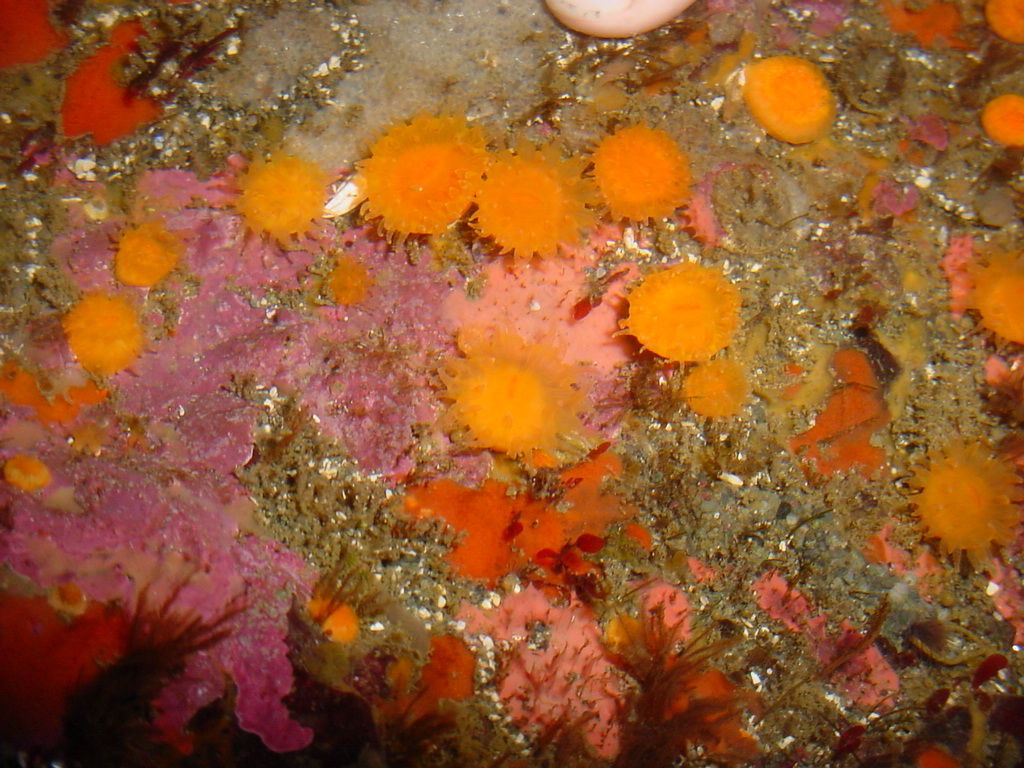 Image of Balanophyllia