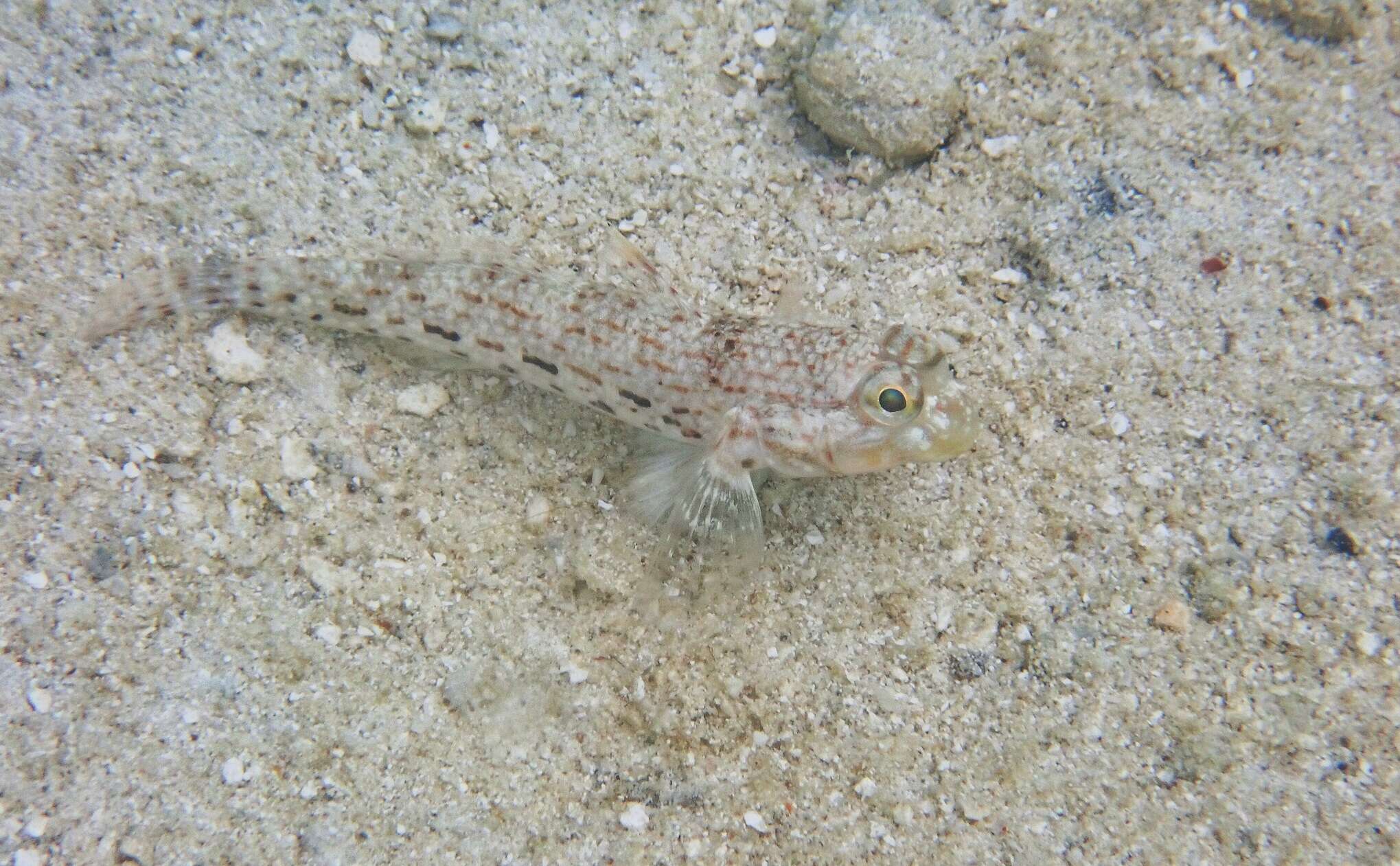 Image of Ornate goby