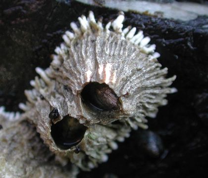 Image of thatched barnacle