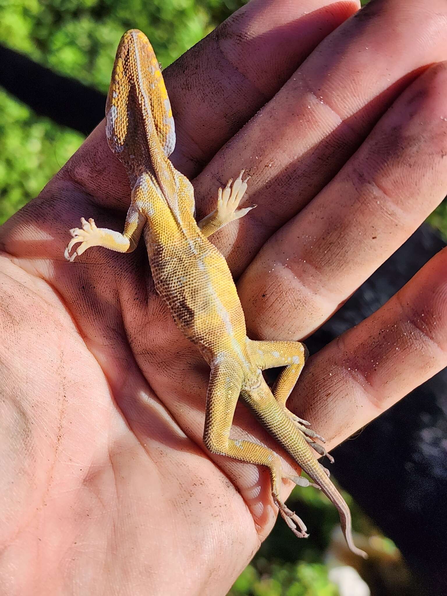 Image of Cuban Giant Anole