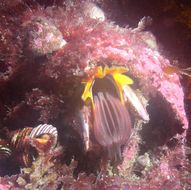 Image of Giant Acorn Barnacle