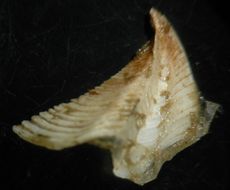 Image of Rostrate barnacle