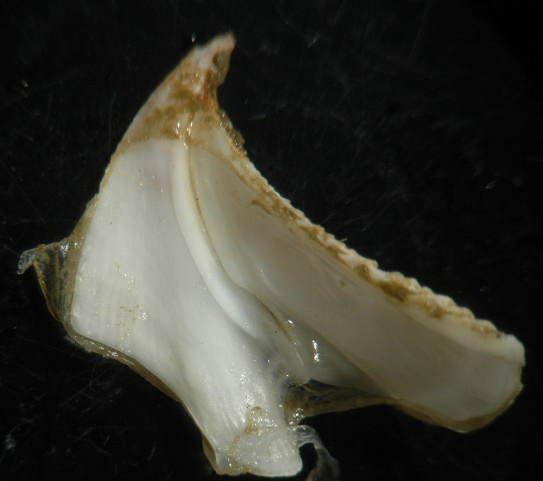 Image of Rostrate barnacle
