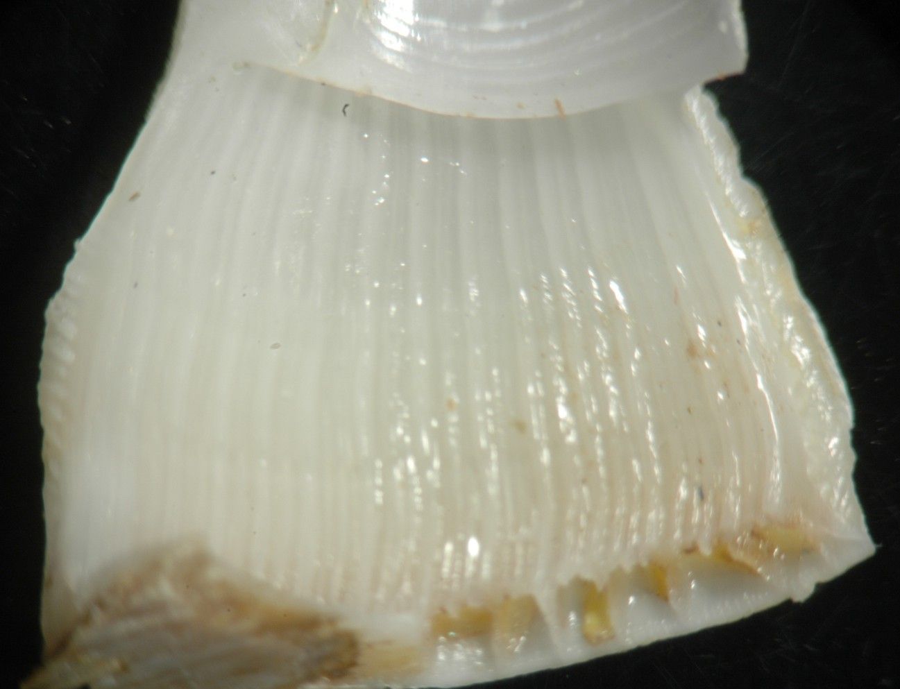 Image of Rostrate barnacle