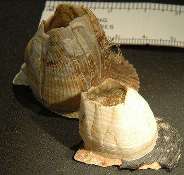 Image of Rostrate barnacle