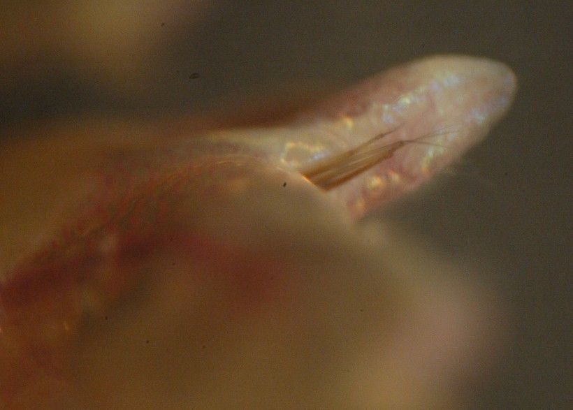 Image of Mussel worm