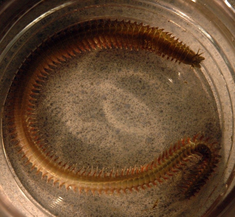 Image of Mussel worm