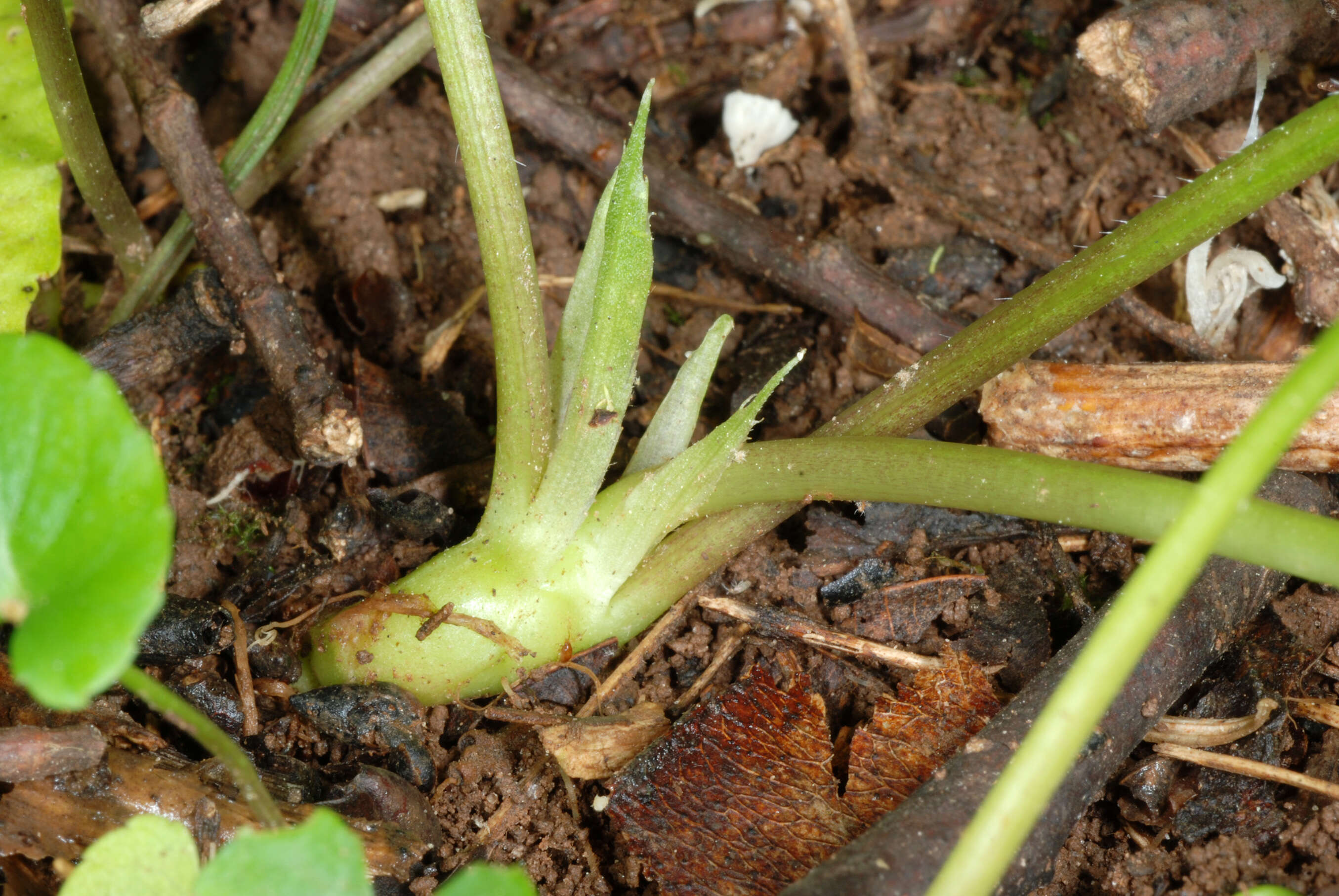 Image of common blue violet